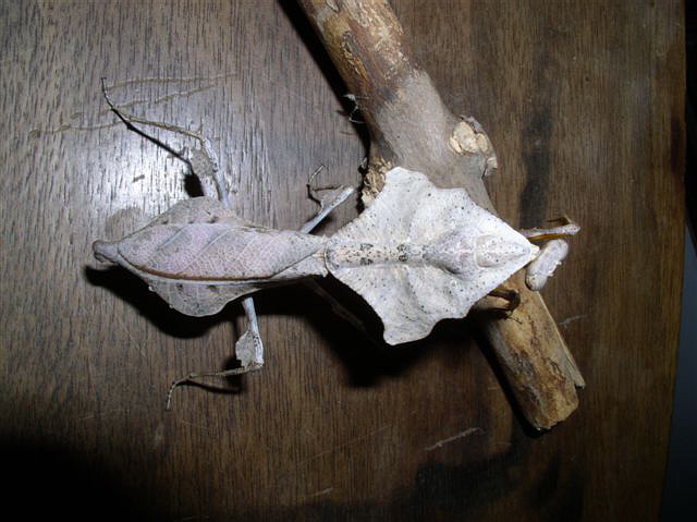 Deroplatys lobata