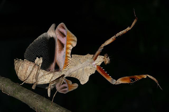 Deroplatys lobata