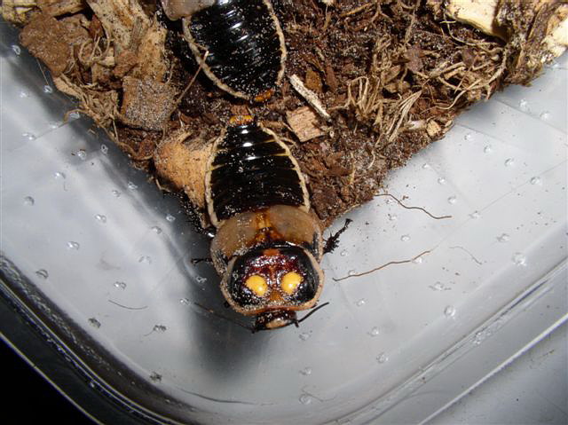 Lucihormetica subcinta