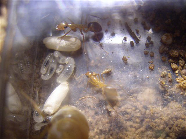 Myrmecocystus mexicanus