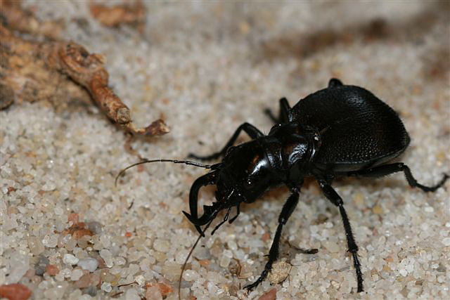 Manticora latipennis.
