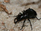 Manticora latipennis