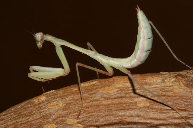 Hierodula membranacea