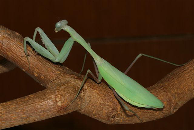 Hierodula membranacea