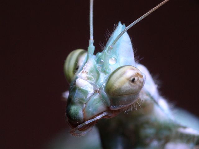 Blepharopsis mendica