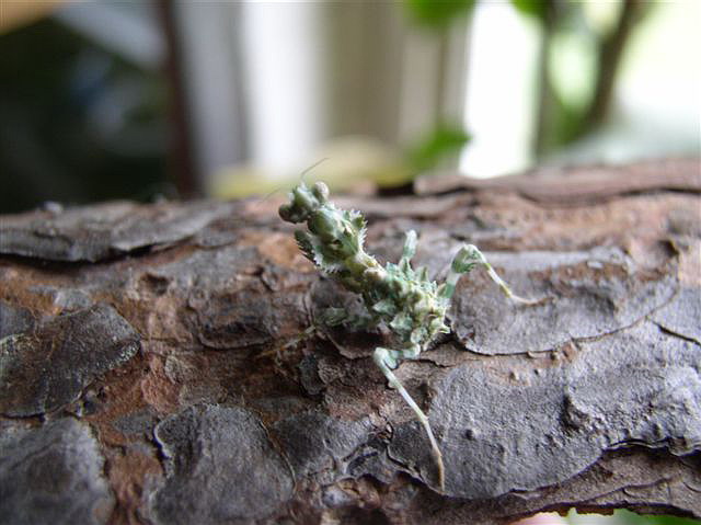 Blepharopsis mendica