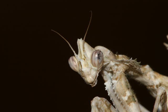 Blepharopsis mendica