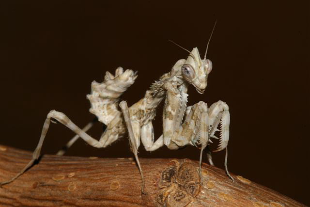 Blepharopsis mendica