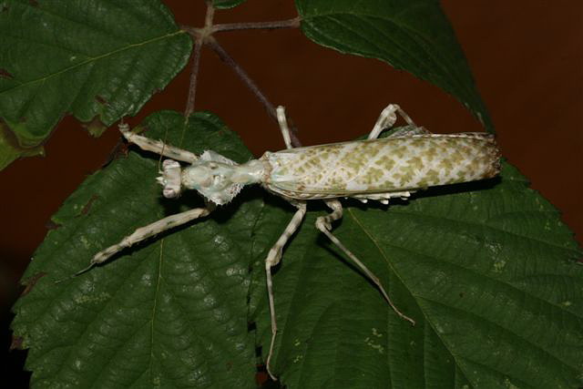 Blepharopsis mendica