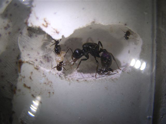 Messor barbarus