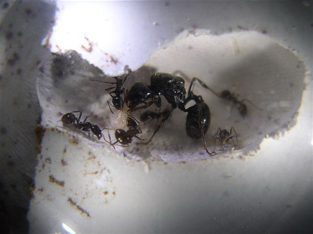 Messor barbarus