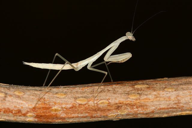 Miomantis sp.(Gambie)