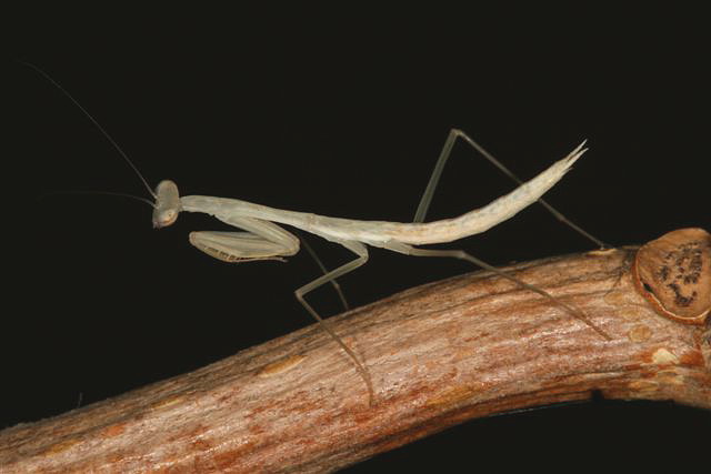 Miomantis sp.(Gambie)