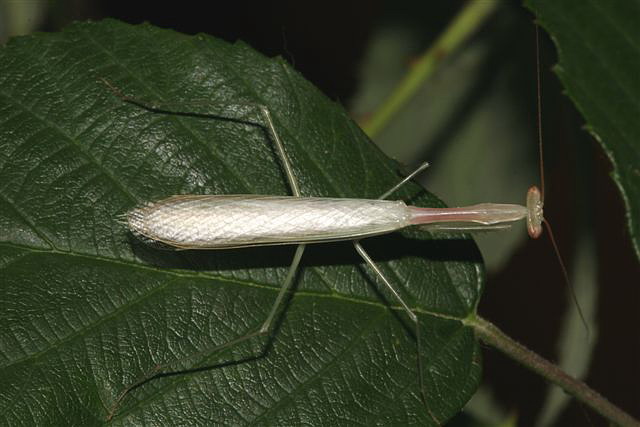 Miomantis sp.(Gambie)