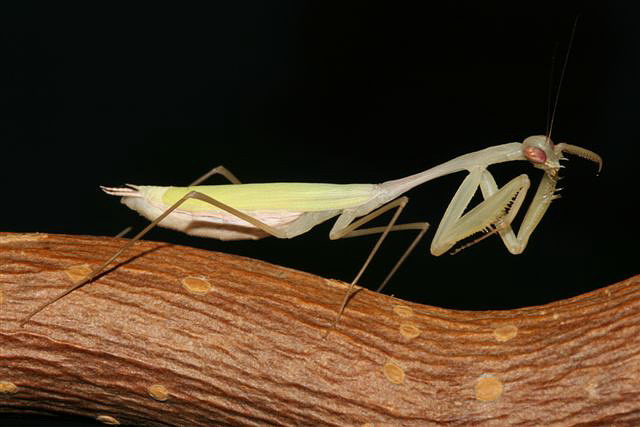 Miomantis sp.(Gambie)