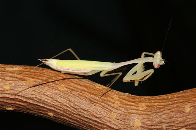 Miomantis sp.(Gambie)