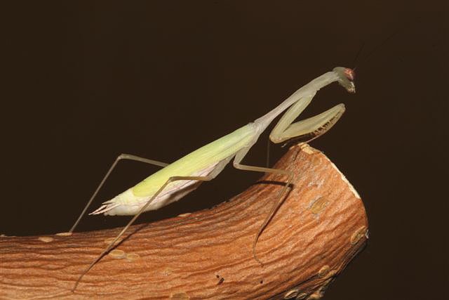 Miomantis sp.(Gambie)