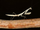 Miomantis sp.(Gambie)