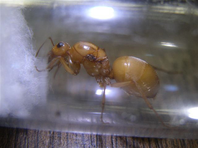 Myrmecocystus mexicanus