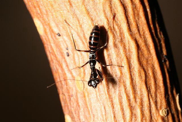 Odontomantis planiceps