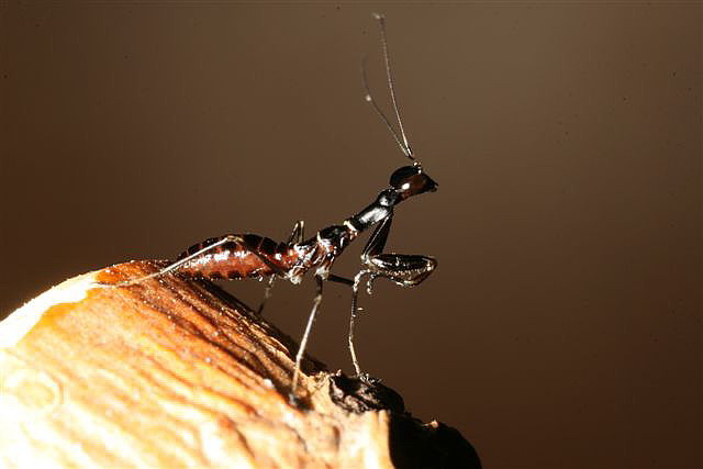 Odontomantis planiceps