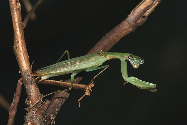 Odontomantis planiceps