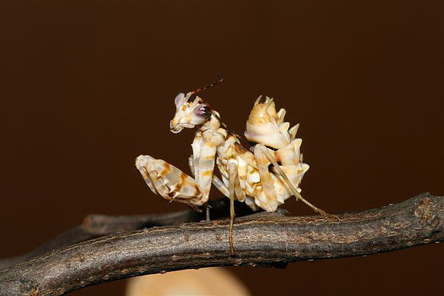 Pseudocreobotra ocellata