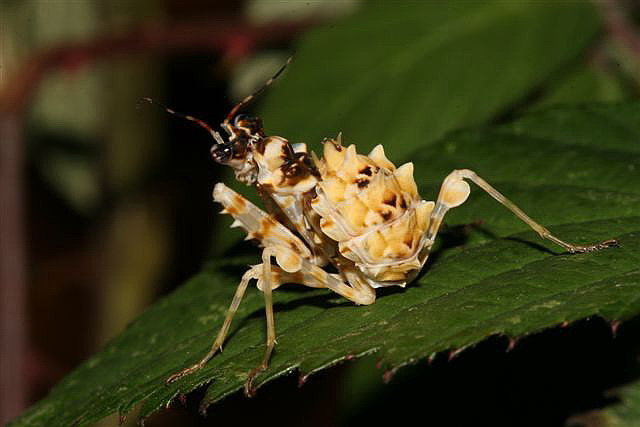 Pseudocreobotra ocellata