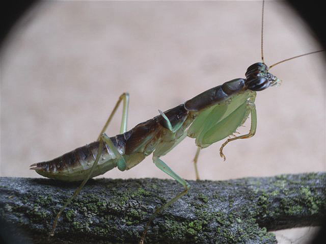 Odontomantis sp.