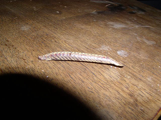 Oot�ka Creobroter gemmatus