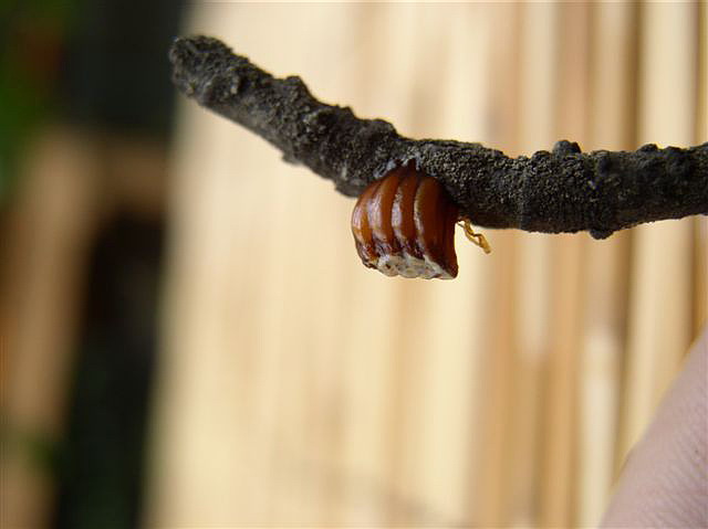 Oot�ka-Ceratomantis saussurii