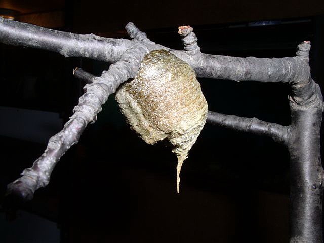 oot�ka-Plistospilota sp.