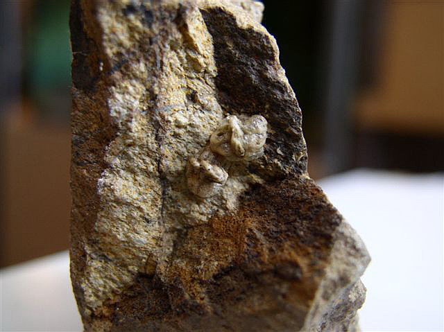 Oot�ky-Ameles decolor