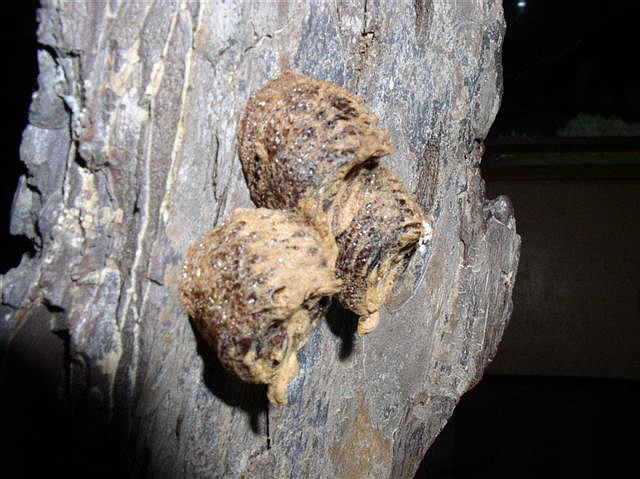 oot�ky-Derplatys dessicata