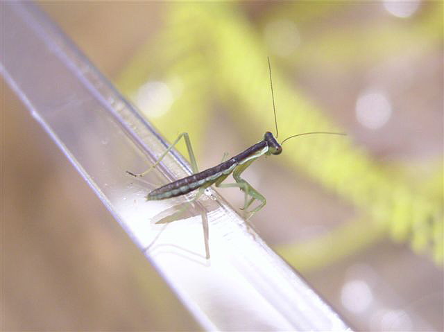 Orthodera novaezealandiae