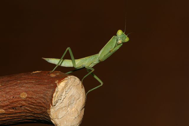 Orthodera novaezealandiae