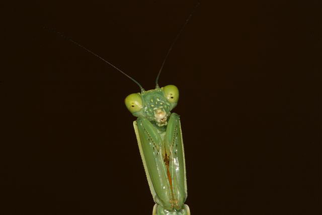 Orthodera novaezealandiae