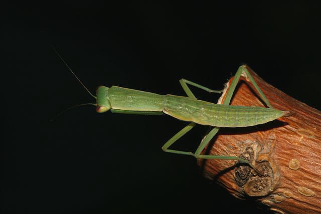 Orthodera novaezealandiae