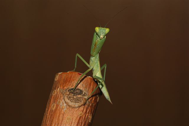 Orthodera novaezealandiae