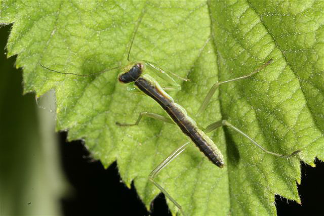 Orthodera novaezealandiae