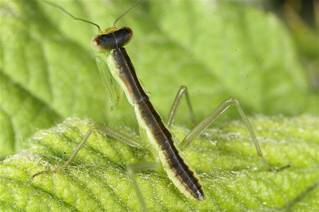 Orthodera novaezealandiae