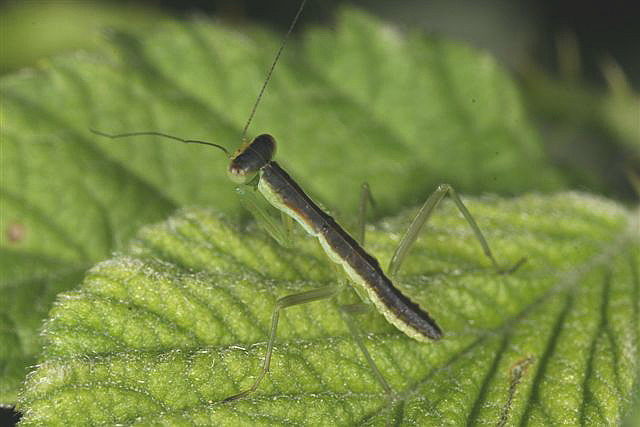 Orthodera novaezealandiae