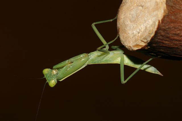 Orthodera novaezealandiae