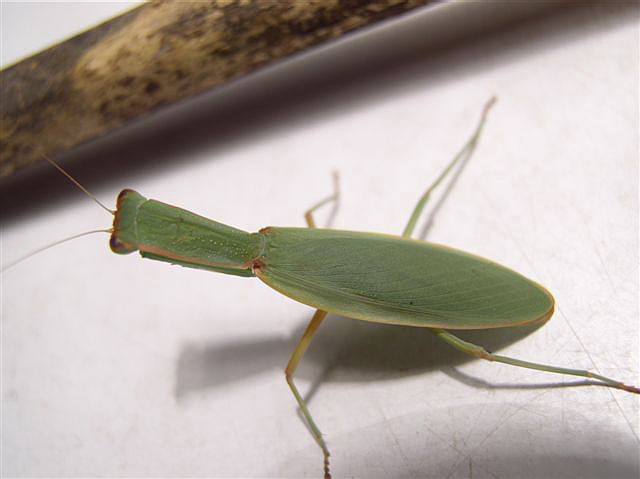 Orthodera novaezealandiae