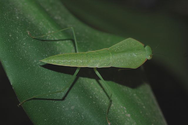 Asiadodis yunnanensis