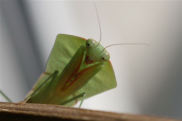 Asiadodis yunnanensis