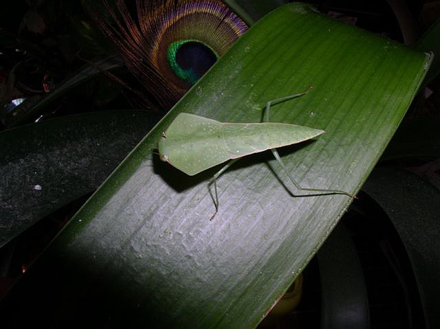 Asiadodis yunnanensis
