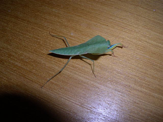 Asiadodis yunnanensis