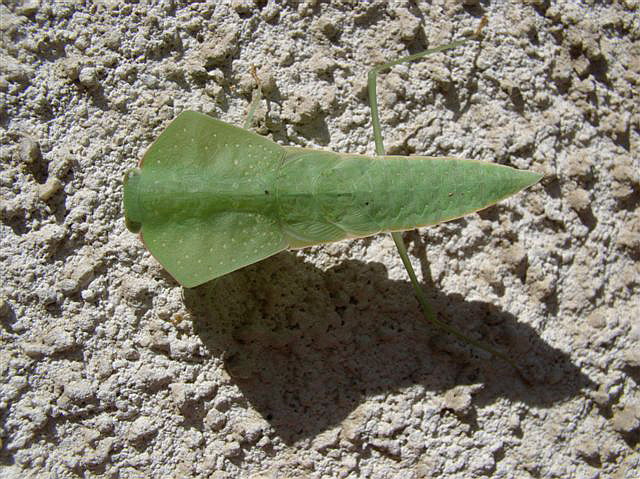 Asiadodis yunnanensis