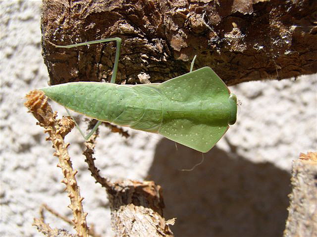 Asiadodis yunnanensis
